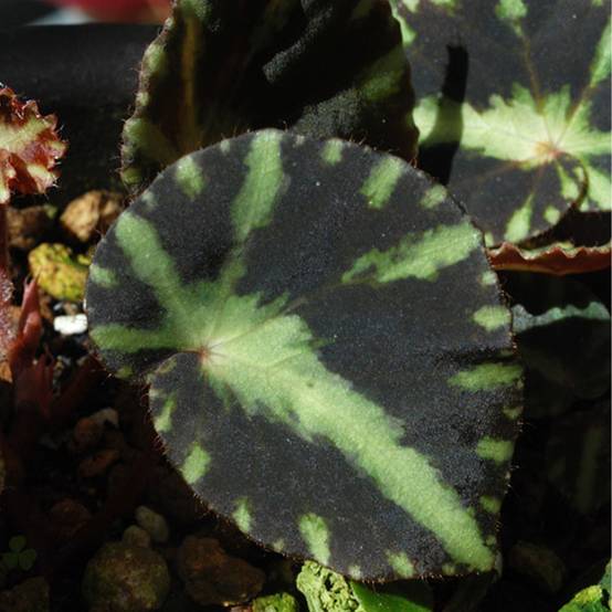 Promesse de Fleurs - Begonia cleopatrae Mini-plante