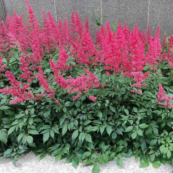 Astilbe Vision in Red Godet de 8/9 cm