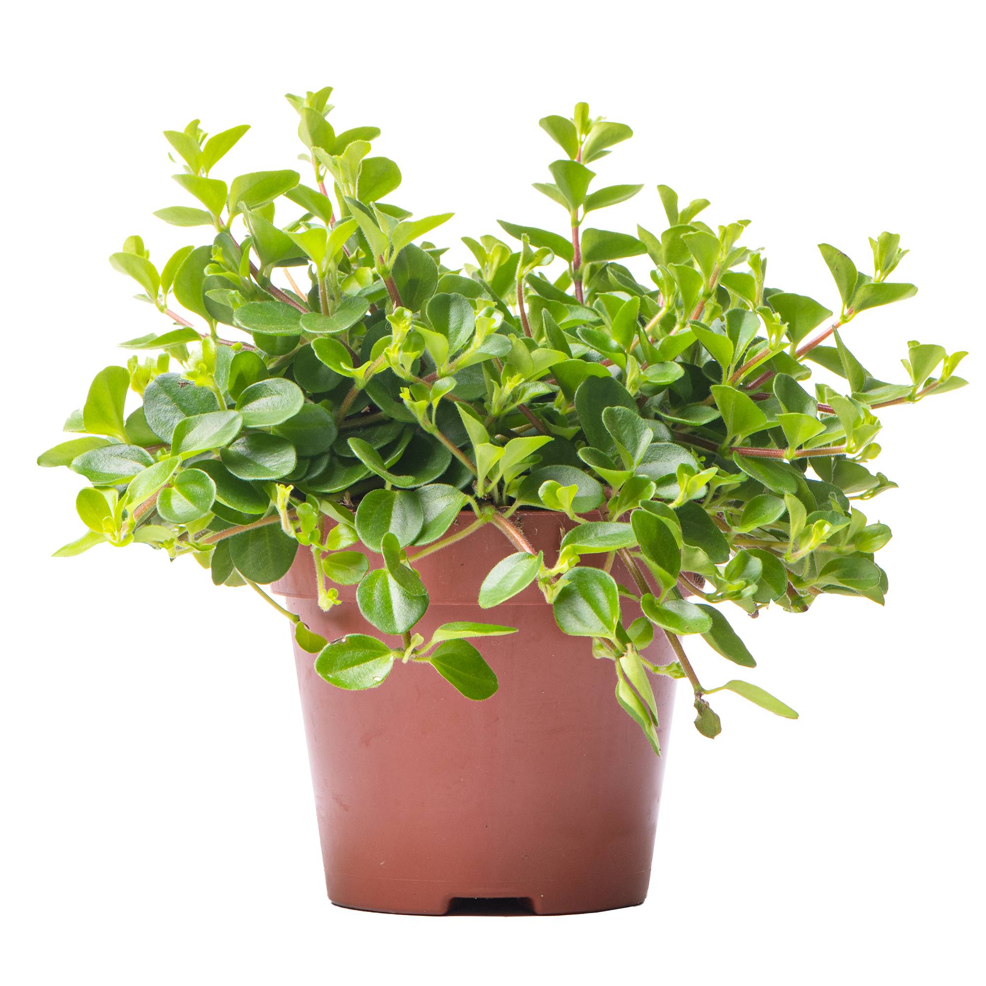 Gardenersdream - Peperomia Rotundifolia | Plante D'Intérieur Pour Maison Ou Bureau De 10 À 15 Cm En Pot - GardenersDream - Image 1