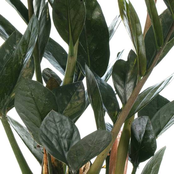 Gardenersdream - Zamioculcas "Raven" À Feuillage Persistant | Plantes D'Intérieur Zz Noire De 30 À 40 Cm En Pot - GardenersDream - Image 3