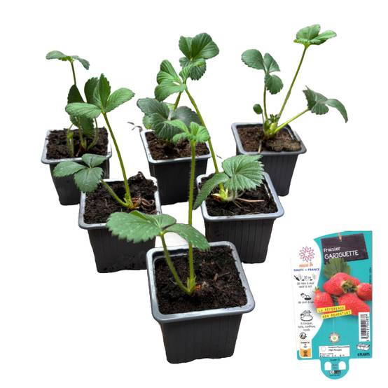 Fraisier gariguette, Lot de 6 godets 7cm