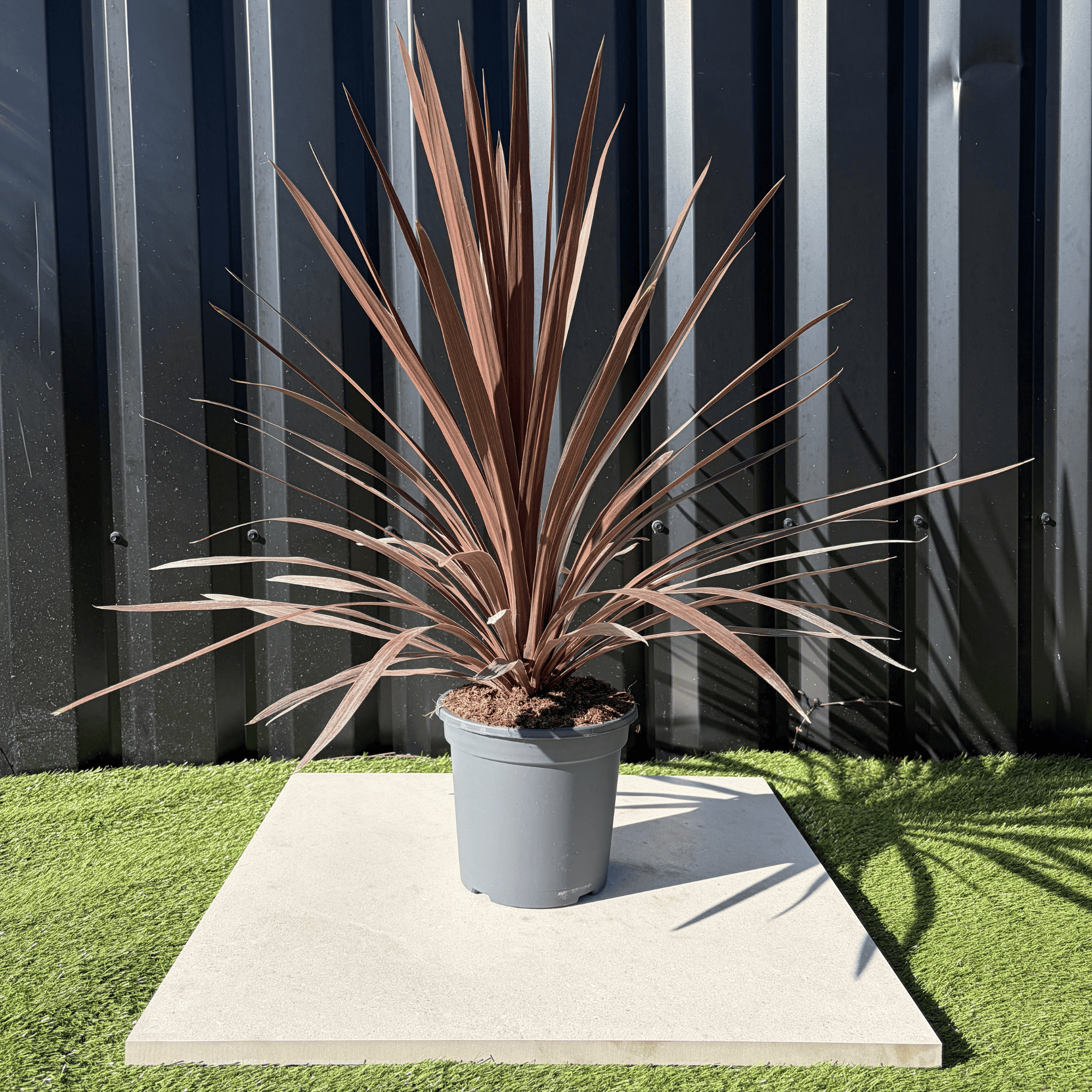 Cordyline Australis Red Star Hauteur 70 cm - Image 1