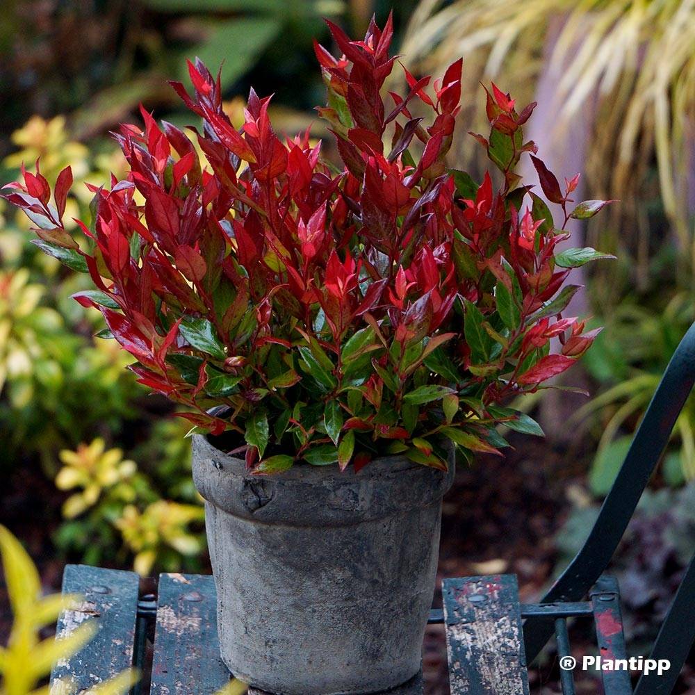 Promesse de Fleurs - Leucothoe fontanesiana Little Flames Pot de 2L/3L