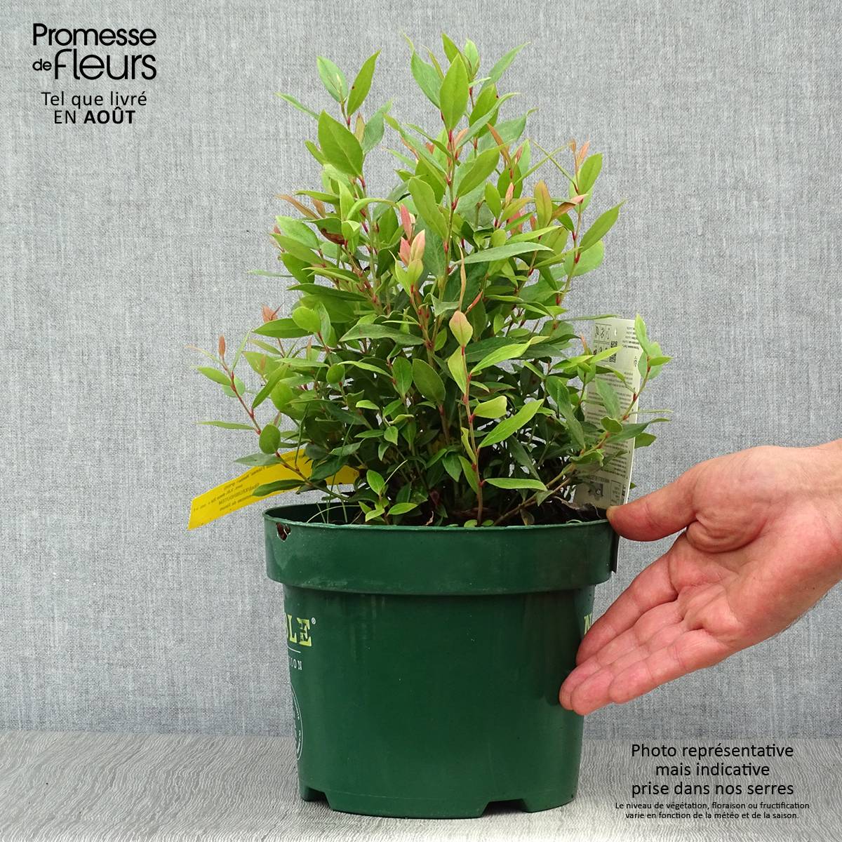 Promesse de Fleurs - Leucothoe fontanesiana Little Flames Pot de 2L/3L - Image 2