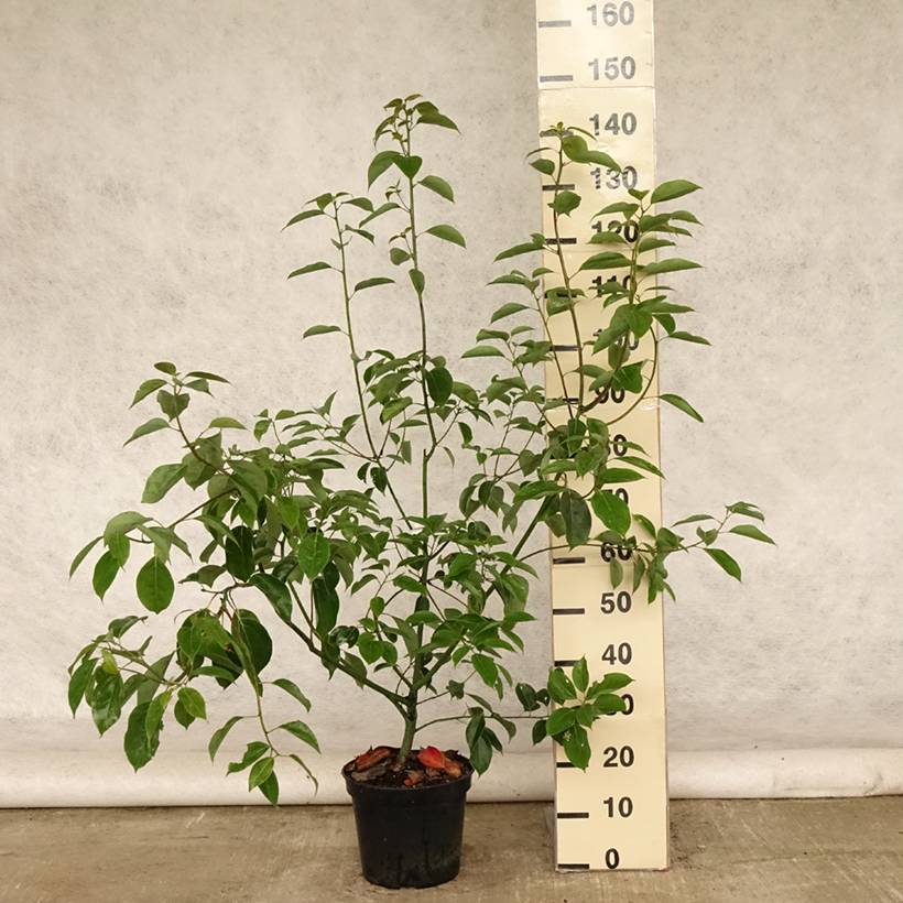 Promesse de Fleurs - Camphrier - Cinnamomum camphora Pot de 7,5L/10L - Image 2