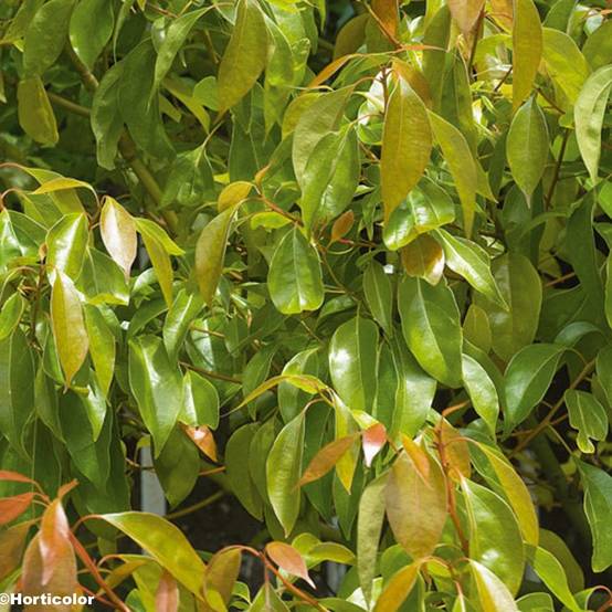 Promesse de Fleurs - Camphrier - Cinnamomum camphora Pot de 7,5L/10L - Image 1
