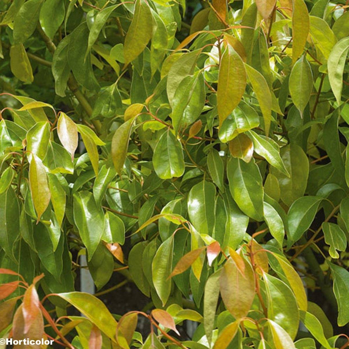 Promesse de Fleurs - Camphrier - Cinnamomum camphora Pot de 7,5L/10L - Image 1