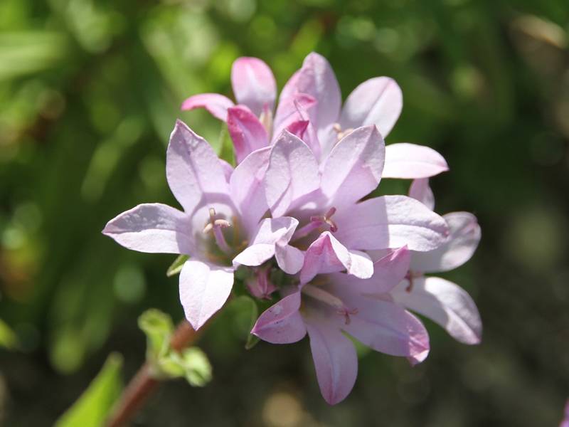 Campanule glomerata Caroline Godet de 8/9 cm
