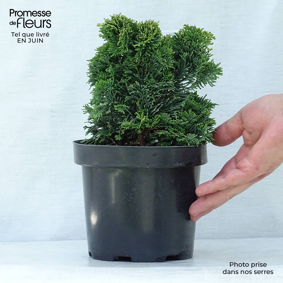 Promesse de Fleurs - Chamaecyparis obtusa Nana Gracilis - Faux cyprès du Japon               Pot de 2L/3L - Image 2