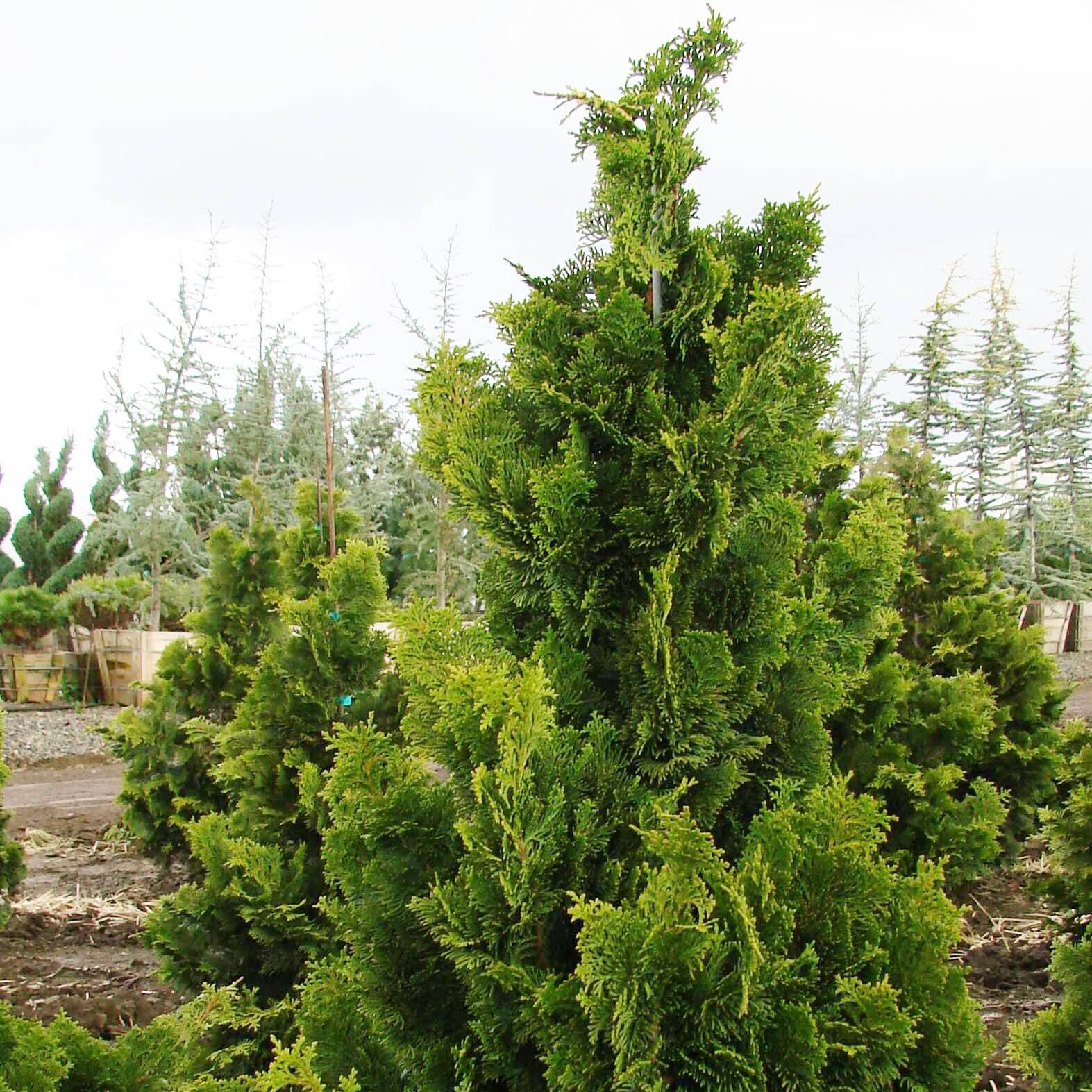 Chamaecyparis obtusa Nana Gracilis - Faux cyprès du Japon               Pot de 2L/3L