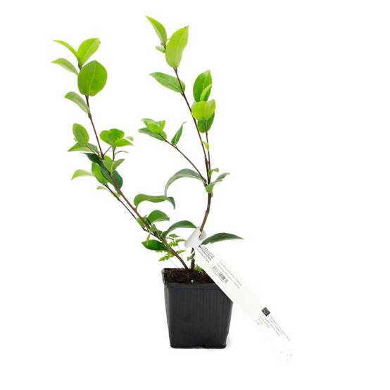 Camélia 'Debbie' (Camellia x williamsii 'Debbie') - Godet - Taille 13/25cm - Pépinières Naudet - Image 2