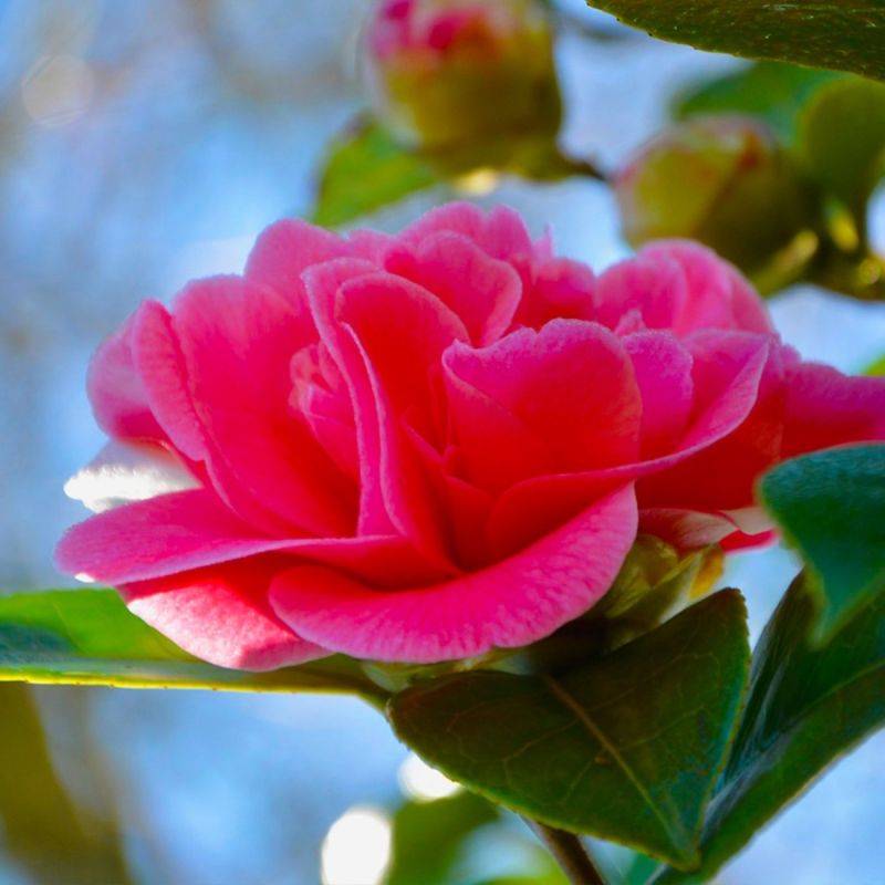 Camélia 'Debbie' (Camellia x williamsii 'Debbie') - Godet - Taille 13/25cm - Pépinières Naudet - Image 1