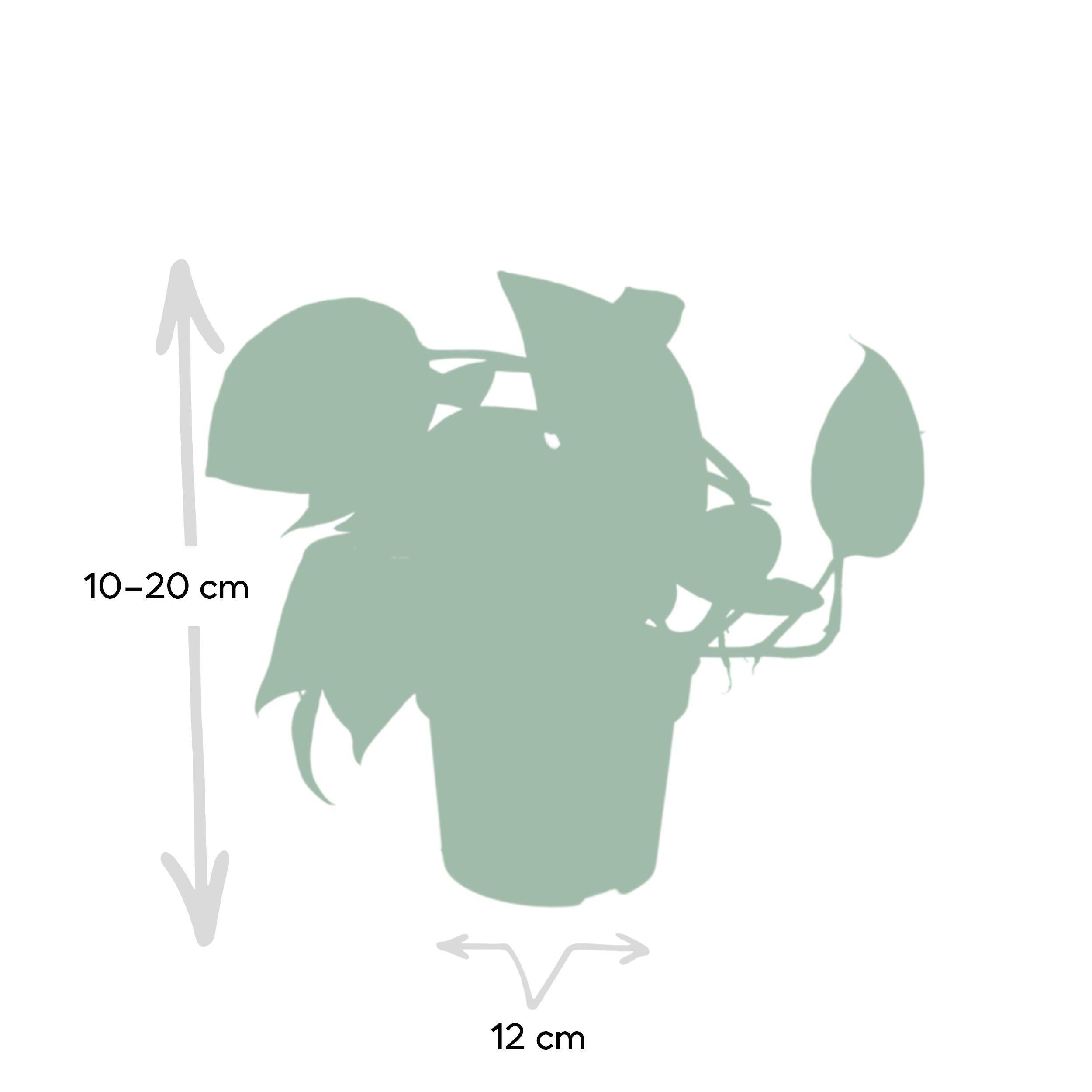 Sans Marque - Epipremnum Pinnatum Une variante:Epipremnum Aureum - Scindapsus - 20cm - Ø12 - Image 4