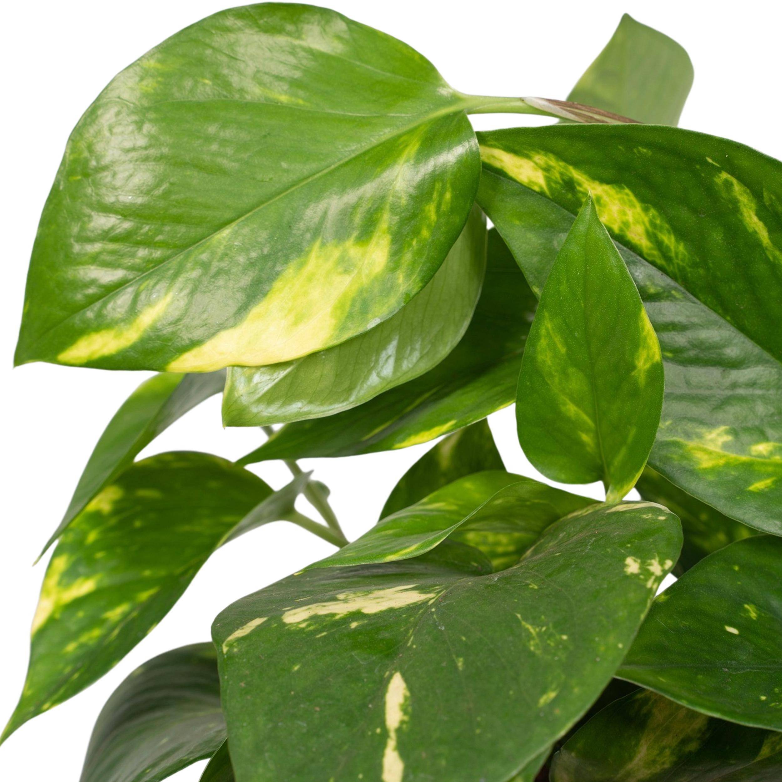 Sans Marque - Epipremnum Pinnatum Une variante:Epipremnum Aureum - Scindapsus - 20cm - Ø12 - Image 3