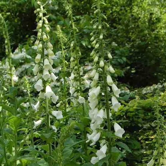 Digitalis purpurea Alba - Digitale pourpre Blanche. Pot de 2L/3L