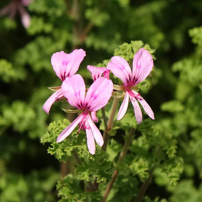 Pelargonium odorant crispum Minor - Géranium parfum citron Pot de 1,5L/2L