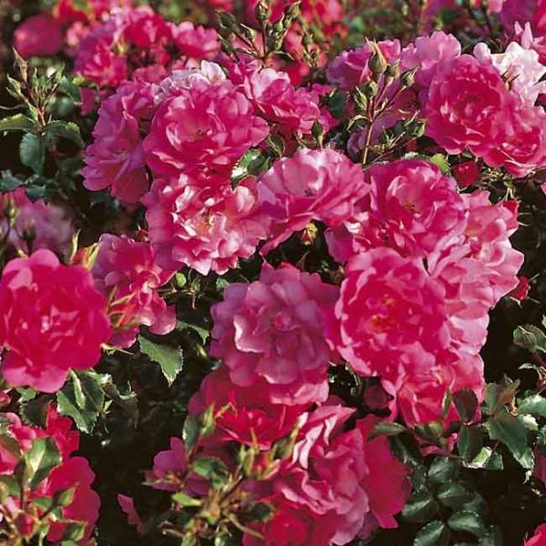 Promesse de Fleurs - Rosier Décorosiers EMERA Pot de 2L/3L