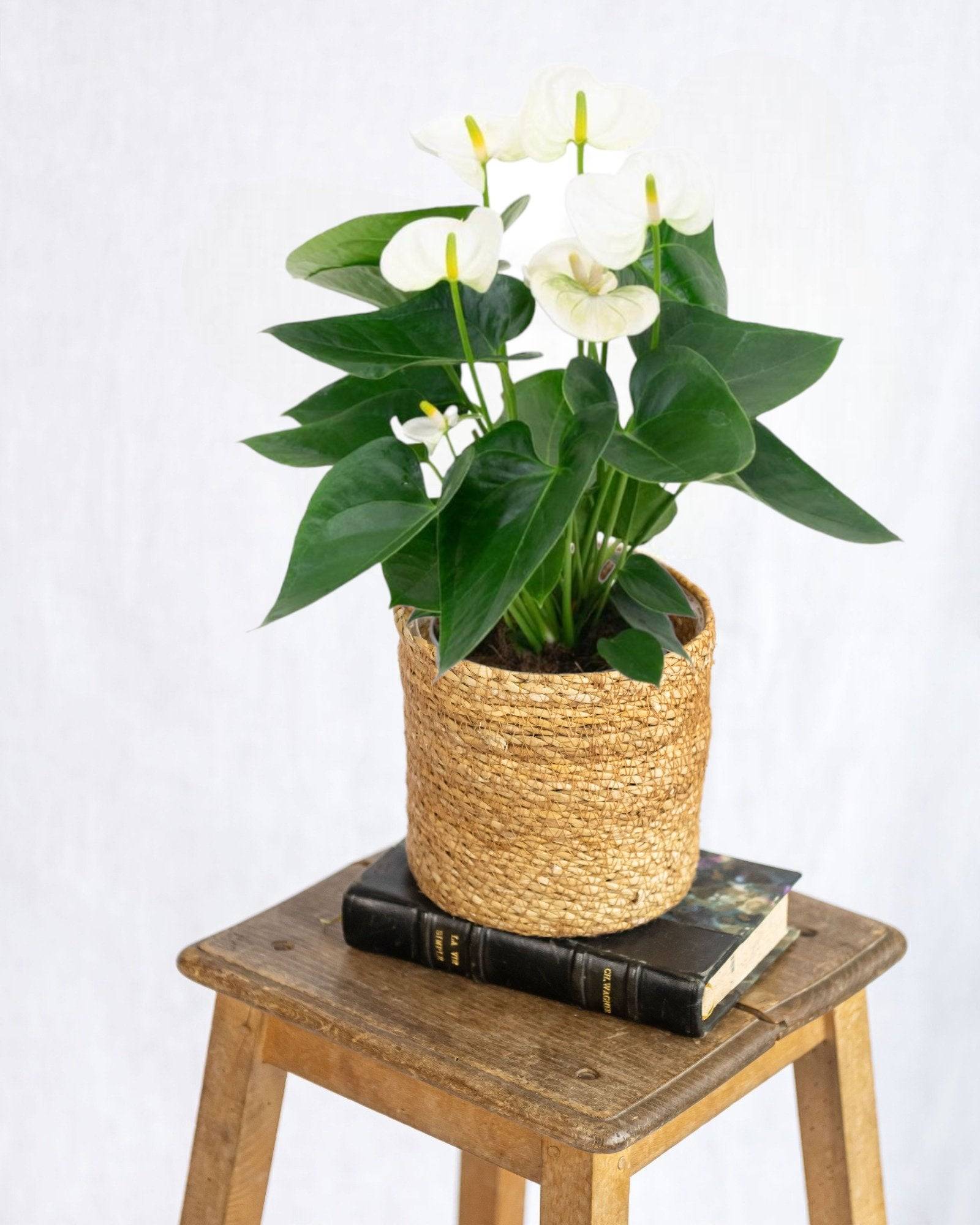 Anthurium blanc 43cm - Plante d'intérieur- La Green Touch - Image 2