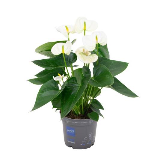 Anthurium blanc 43cm - Plante d'intérieur- La Green Touch - Image 1