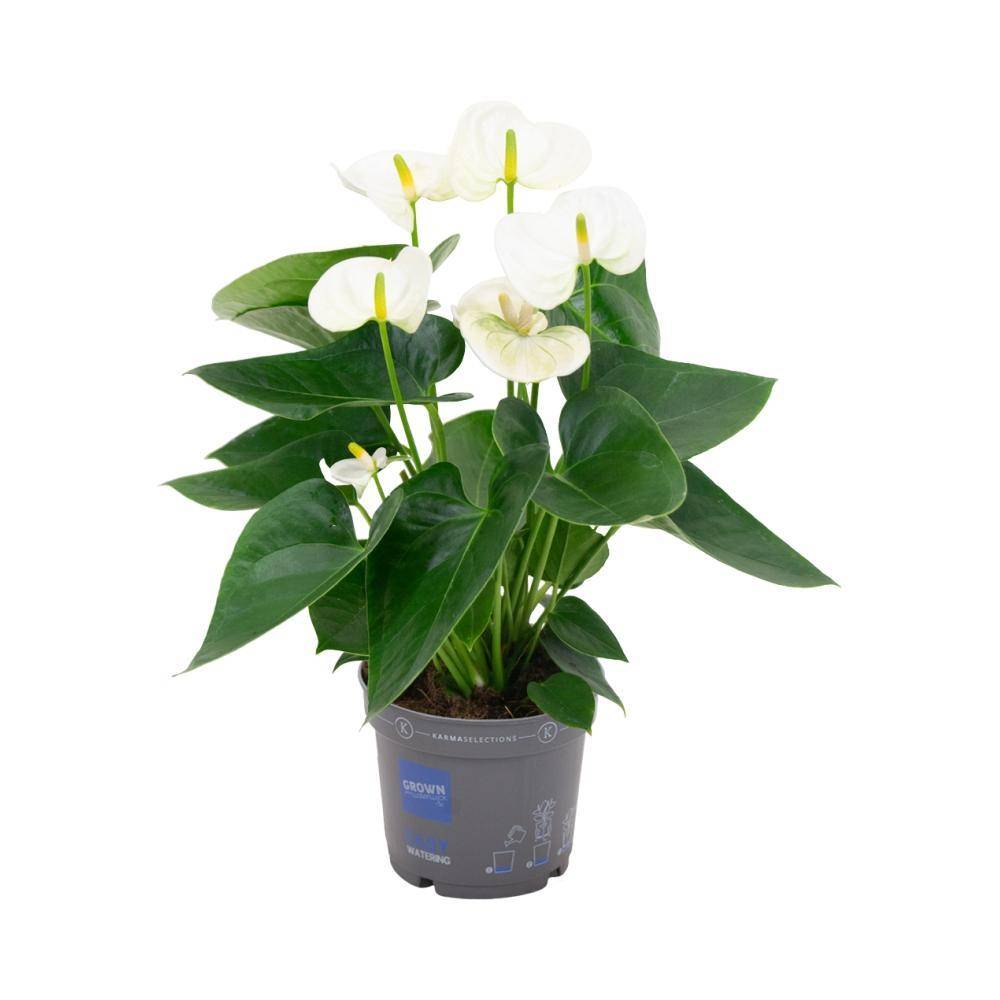 Anthurium blanc 43cm - Plante d'intérieur- La Green Touch - Image 1