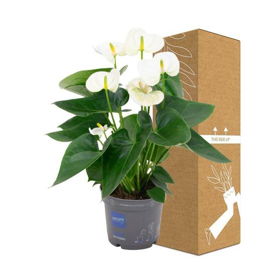 Anthurium blanc 43cm - Plante d'intérieur- La Green Touch - Image 4