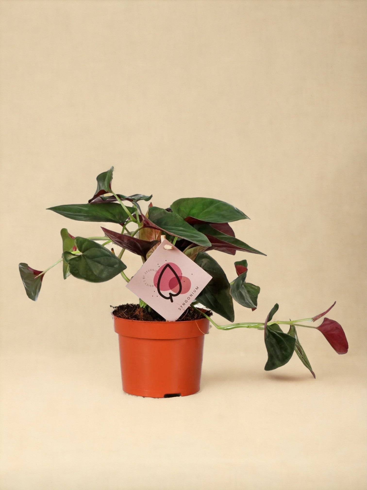 Syngonium Red Arrow- La Green Touch - Image 1