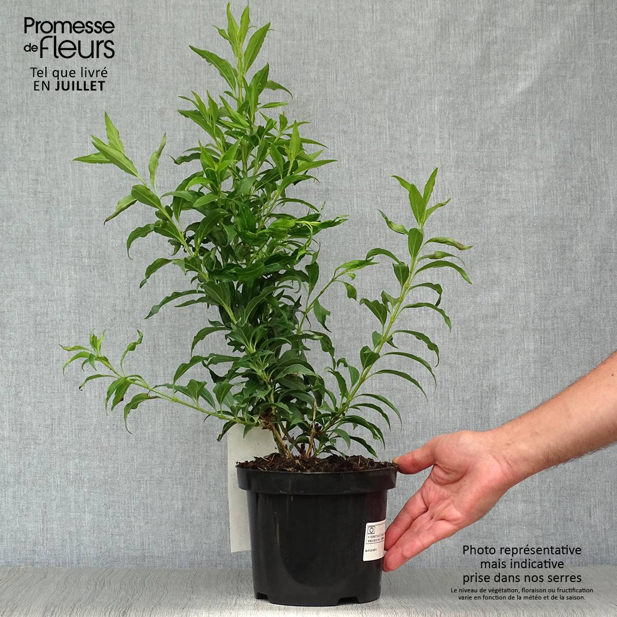 Forsythia Mikador - Mimosa de Paris Pot de 2L/3L - Image 2