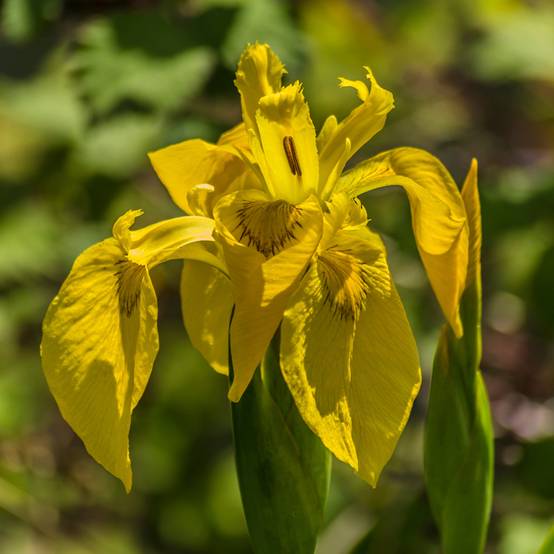 Iris pseudacorus Plena - Iris des marais Godet de 8/9 cm