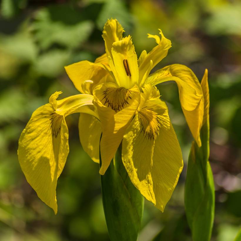 Iris pseudacorus Plena - Iris des marais Godet de 8/9 cm