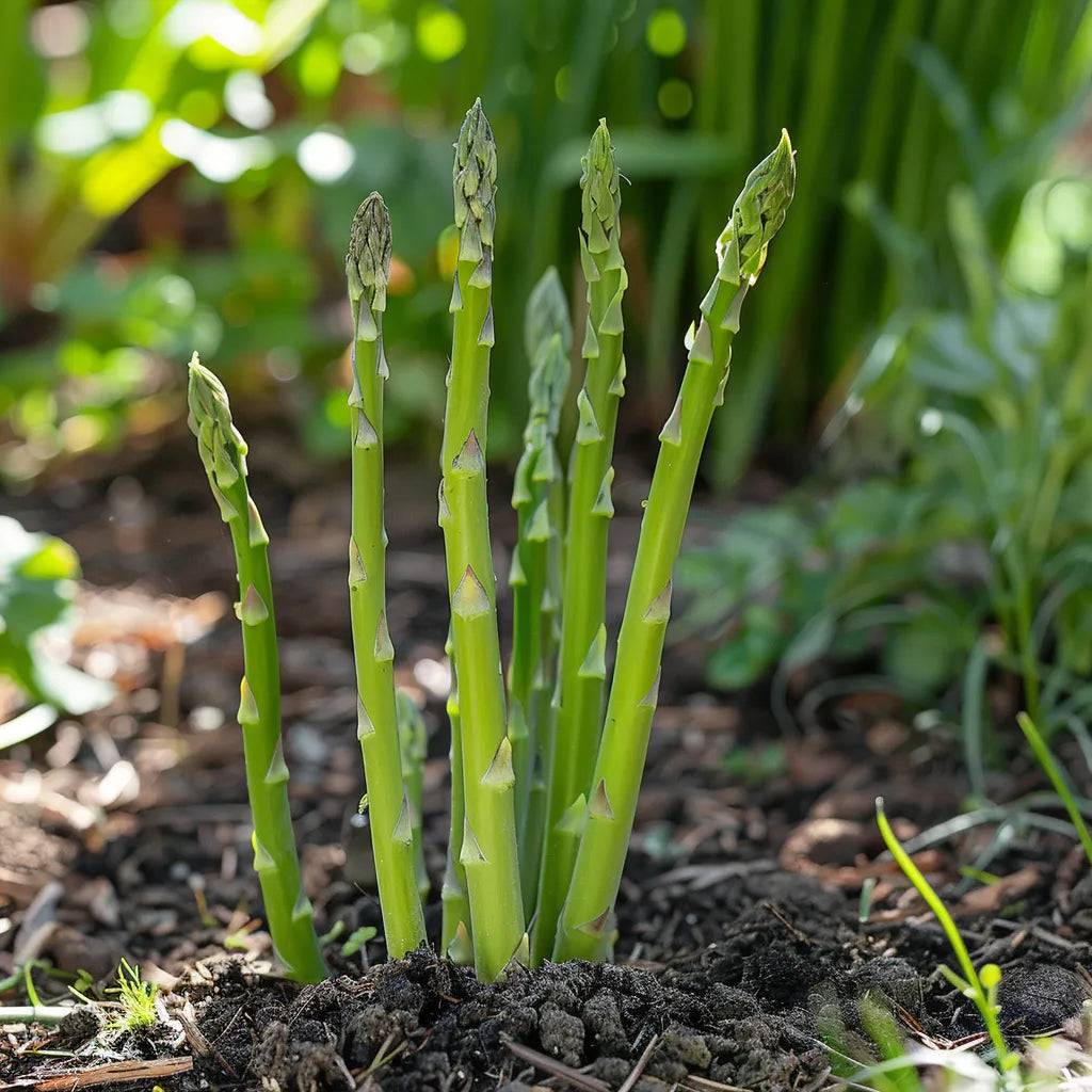 50 Graines d'Asperge Verte - SemiSauvage Permaculture - Image 2