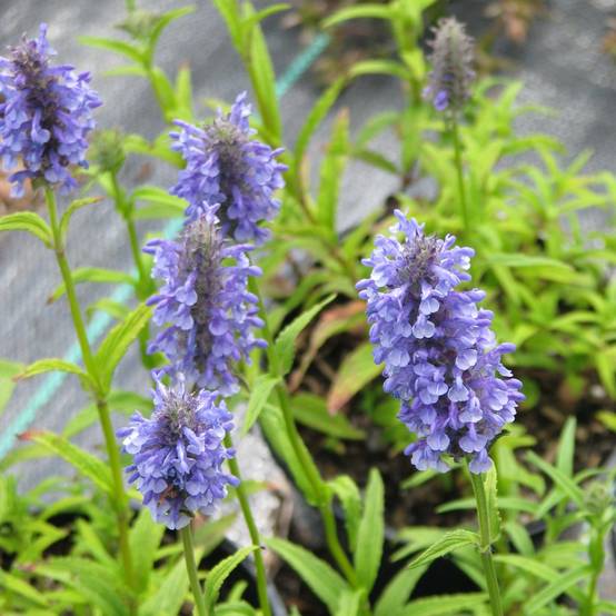 Promesse de Fleurs - Nepeta nervosa - Chataire nervurée Pot de 2L/3L