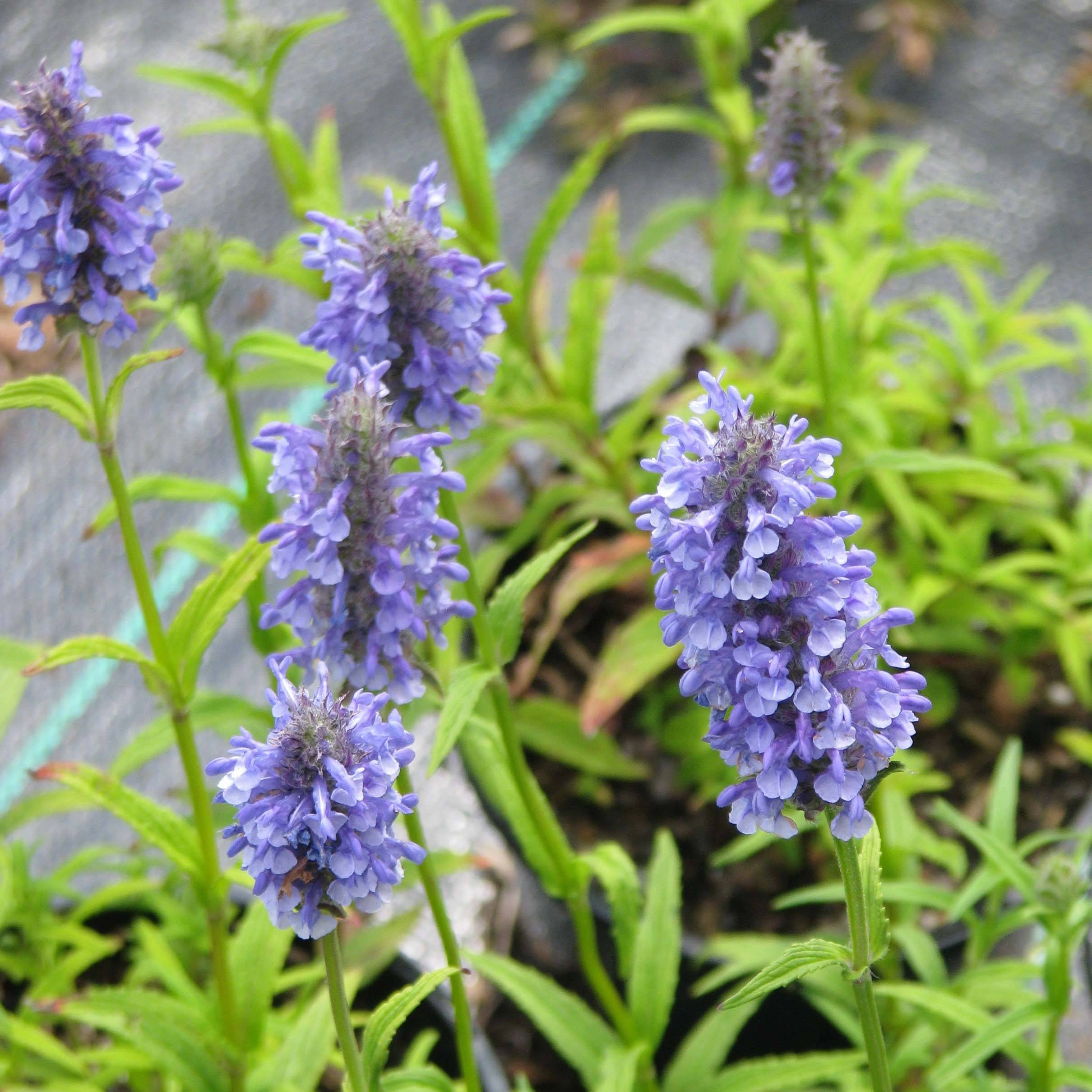 Promesse de Fleurs - Nepeta nervosa - Chataire nervurée Pot de 2L/3L