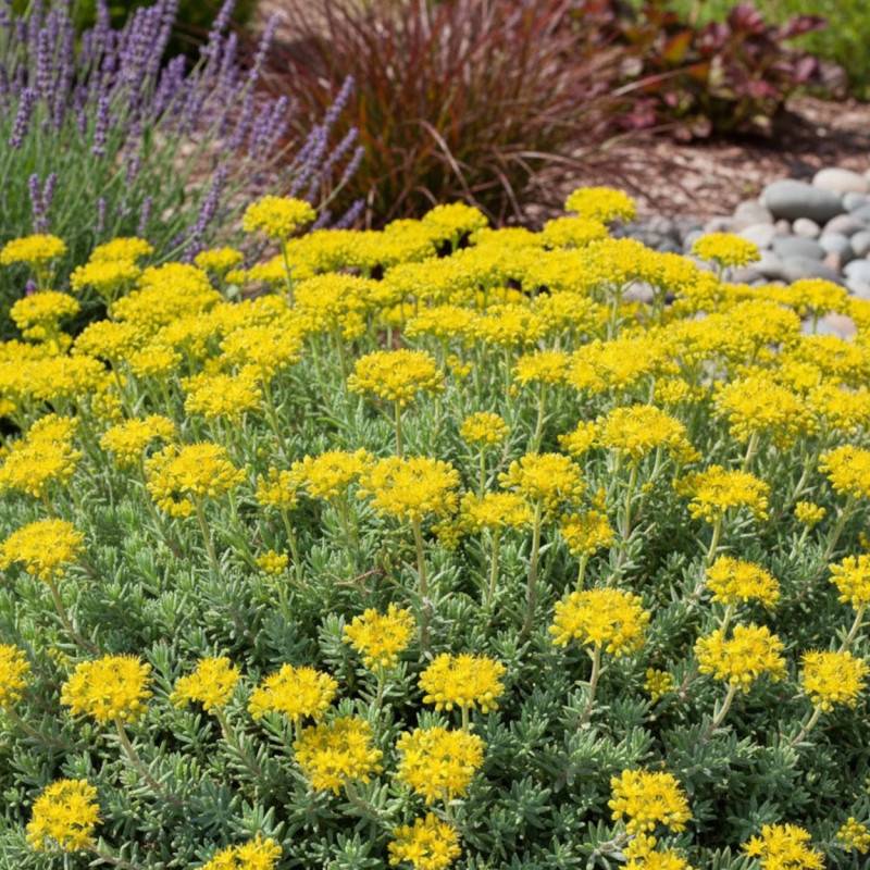 Orpin réfléchi Glaucum, Sedum à fleurs Jaune/ - feuillage Persistant - Godet - 5/20 cm