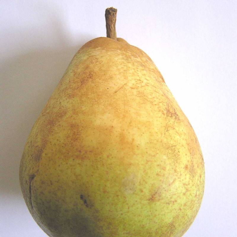 Poirier Doyenne du Comice - Moyen rendement - Pot de 15L - Palmette oblique - 150/175 cm - De 3,00 m à 5,00 m - Image 1
