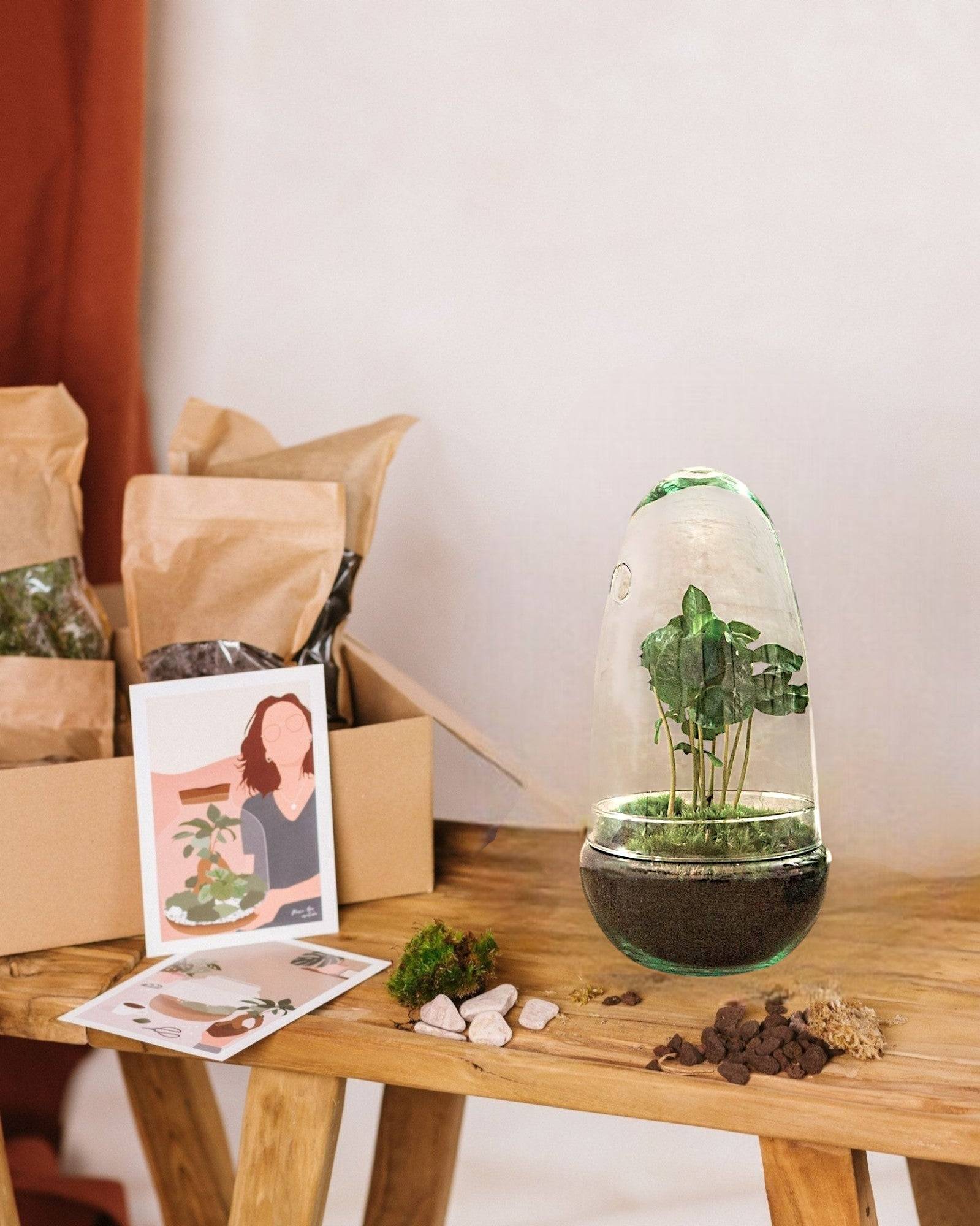 Kit Terrarium Diy - D25 H25cm - Image 1