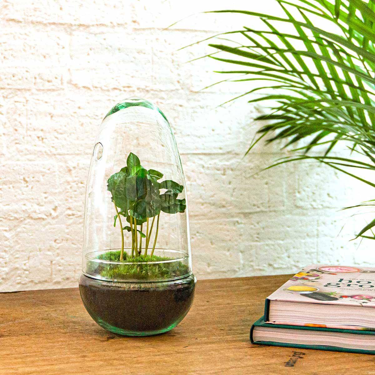 Kit Terrarium Diy - D25 H25cm - Image 4