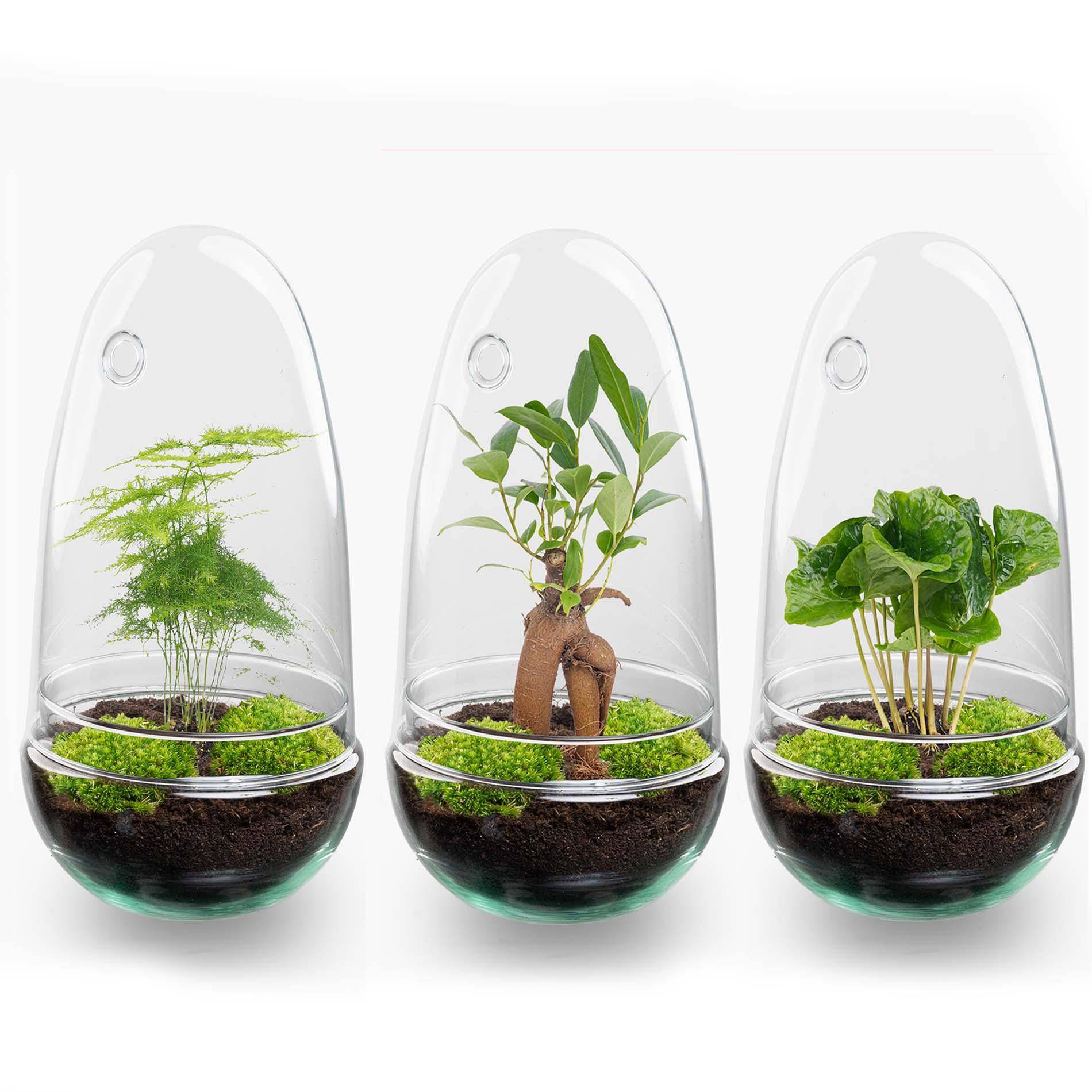 Kit Terrarium Diy - D25 H25cm - Image 5