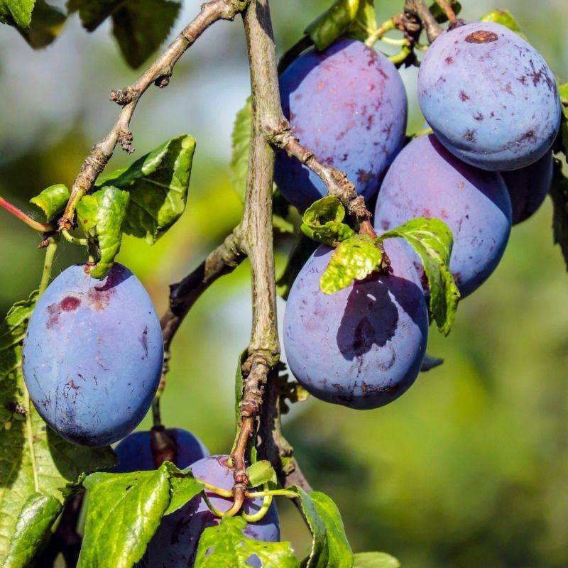 Prunier 'Quetsche d'Alsace' (Prunus domestica 'Quetsche d'Alsace') - Scion de 150cm - Pépinières Naudet - Image 1