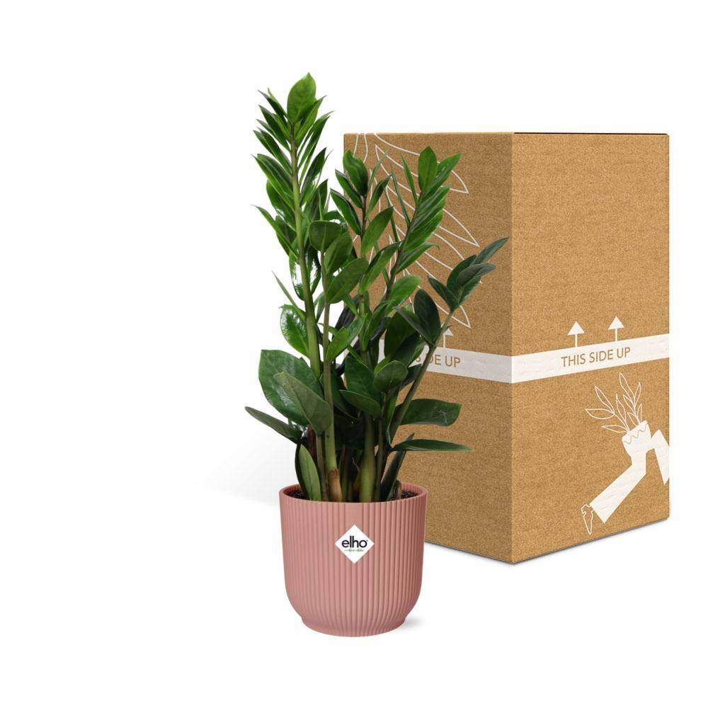 Zamioculcas - H40cm - Image 5