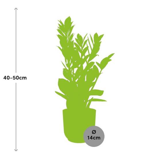Zamioculcas - H40cm - Image 3