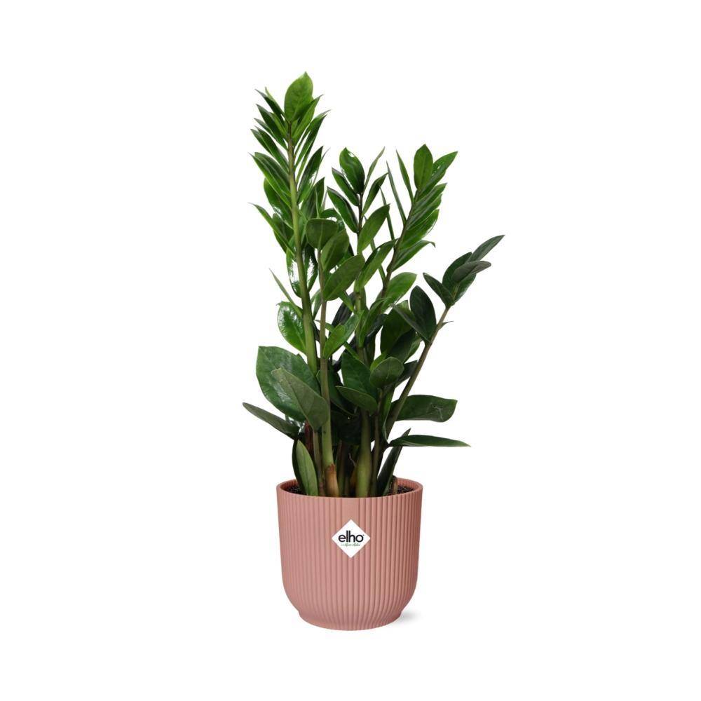 Zamioculcas - H40cm - Image 2