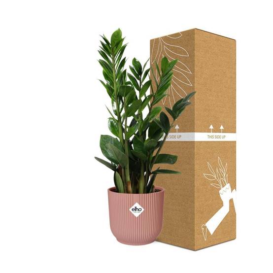 Zamioculcas - H40cm - Image 4