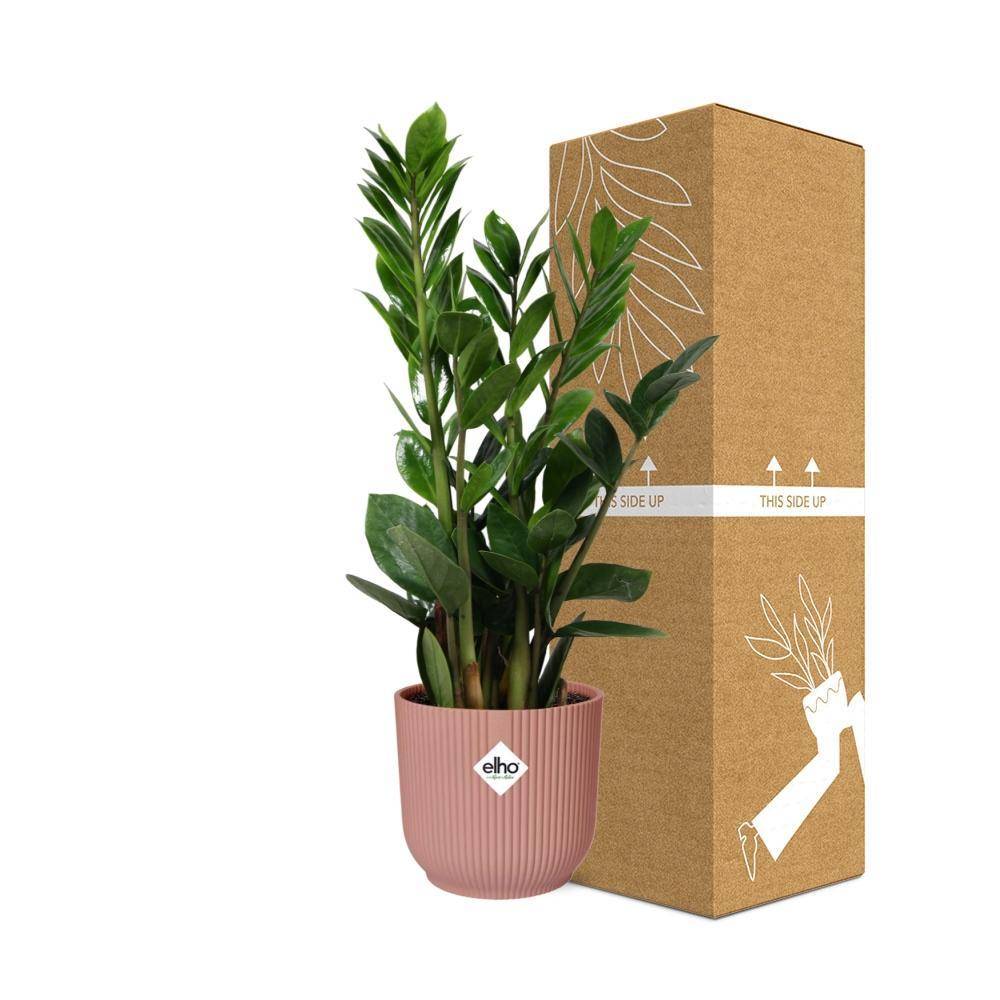 Zamioculcas - H40cm - Image 4