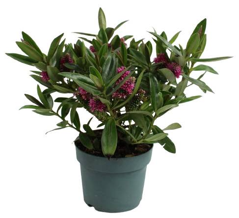 Fleuron D'Anjou - VERONIQUE VERTE  Pot 10,5 cm