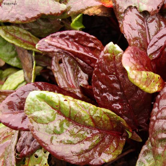 Promesse de Fleurs - Oseille vierge rouge - Rumex arifolius Ruber Pot de 1,5L/2L