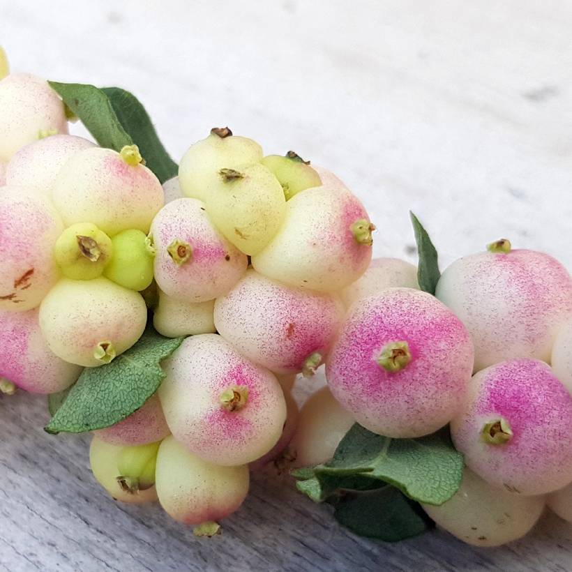 Promesse de Fleurs - Symphorine - Symphoricarpos orbiculatus Symphony Rave Pot de 4L/5L
