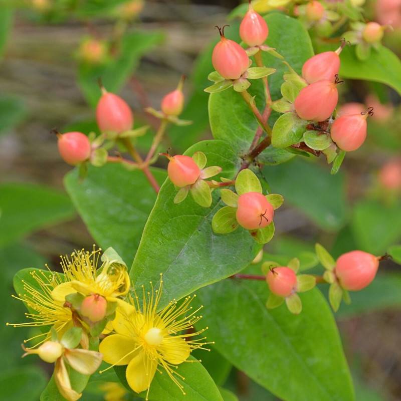 Millepertuis Magical® Pumpkin 'Kolmapuki', Hypericum à fleurs Jaune - feuillage Persistant - Pot de 1,5L - 10/20 cm-  hauteur à maturité De 1,00 m à 1 - Image 1