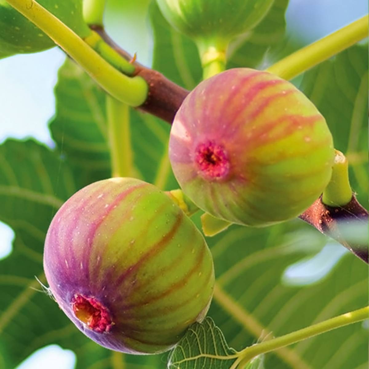 Promesse de Fleurs - Figuier Firoma - Ficus carica Pot de 4L/5L, Touffe