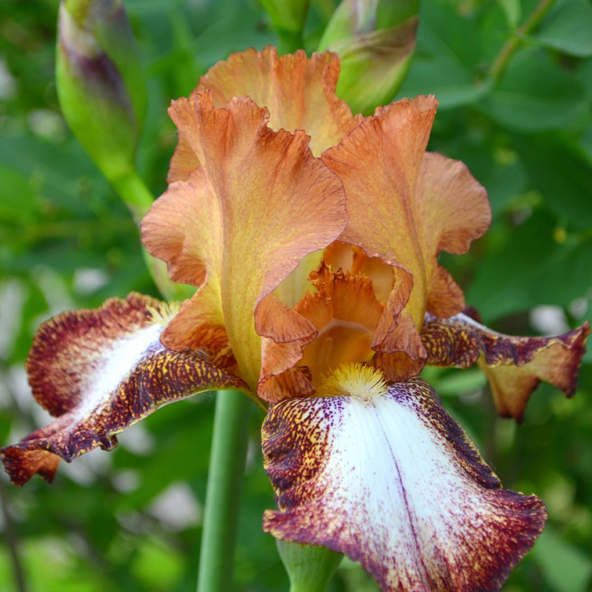 Promesse de Fleurs - Iris germanica Siva Siva - Iris des Jardins Pot de 1,5L/2L