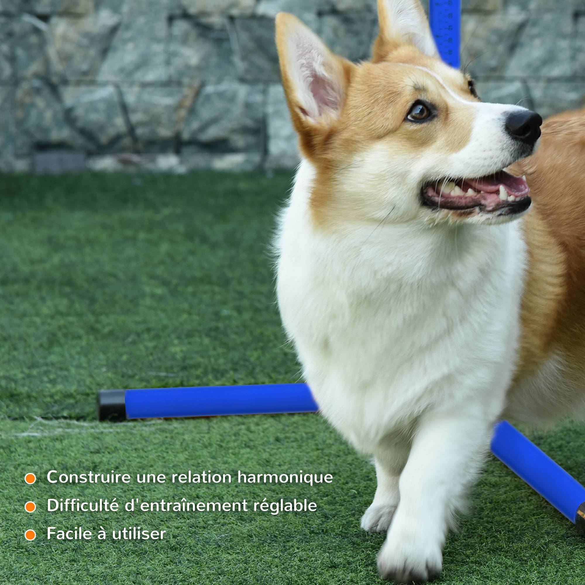 Obstacles d'agilité pour chien plastiques bleu 99 x 65 x 94 cm - PANGIVO - Image 8